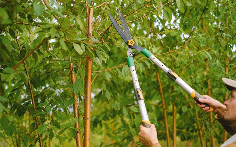 Tree trimming in Minnewaukan, ND